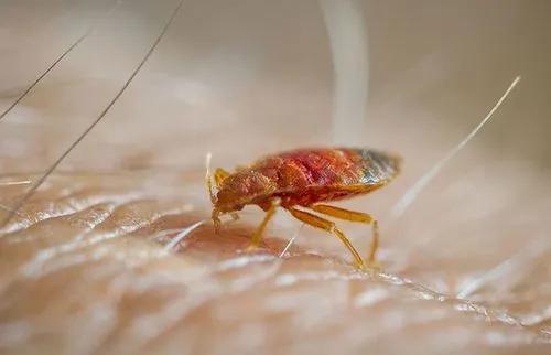 床垫长吸血臭虫怎么办,臭虫为啥会出现在床垫下