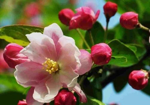 西府海棠花白色,西府海棠花骨朵