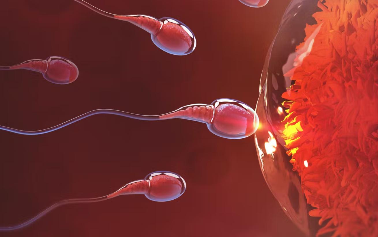 颠覆你认知的跑步,精子跑得快就一定与卵子结合吗