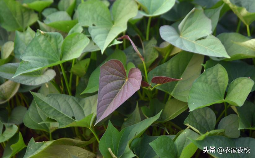 详解示范红薯苗倒插的正确方法,正确栽红薯苗的方法