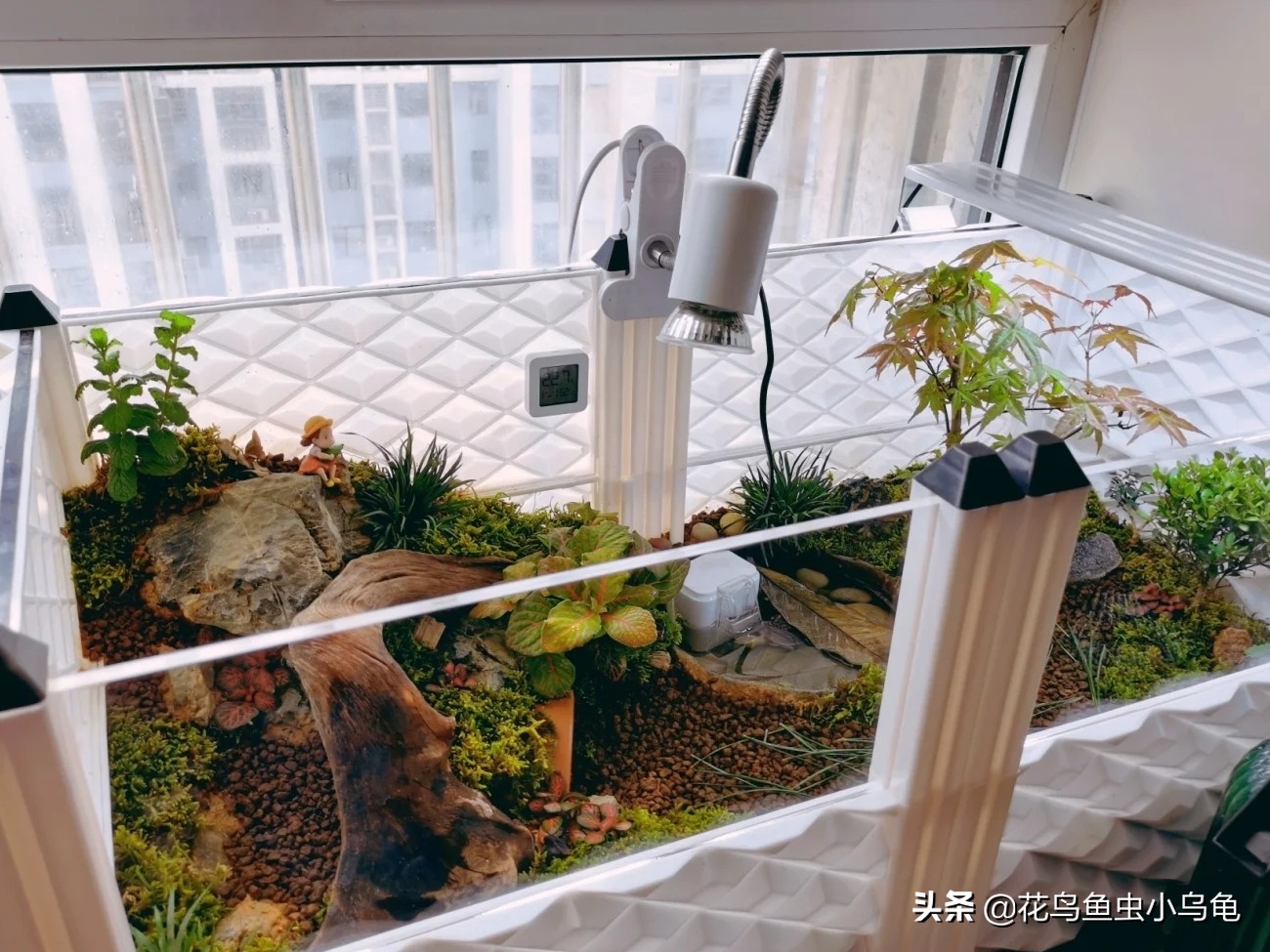 斑点龟饲养环境布置,透明周转箱养龟环境布置