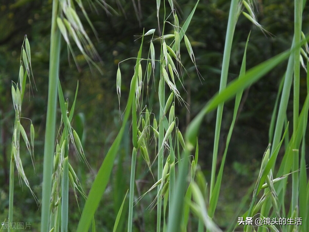 农村遍地都是宝农村的野菜挖不完,农村不要钱的野菜有哪些