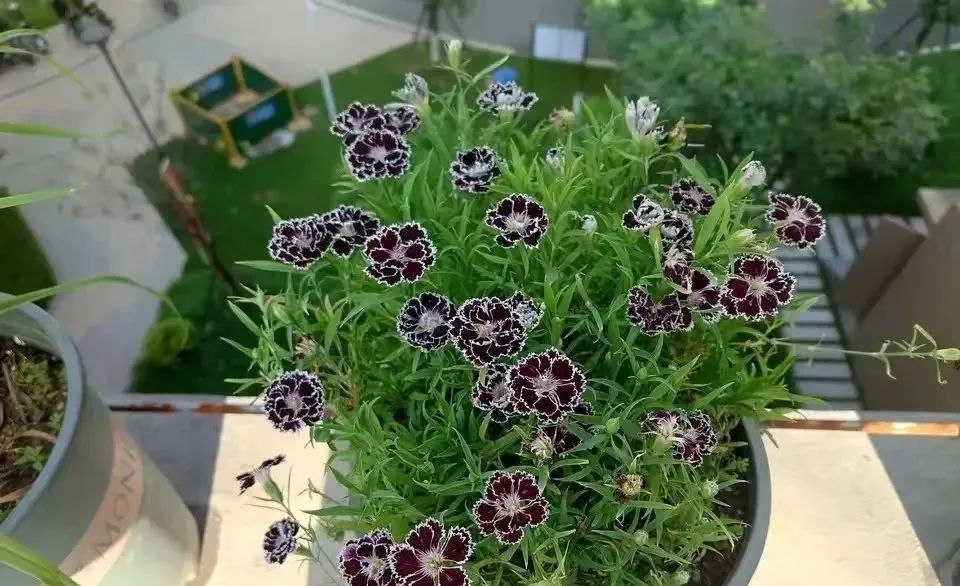 室内常年开花有益身体健康的花,适合睡觉房间养的花