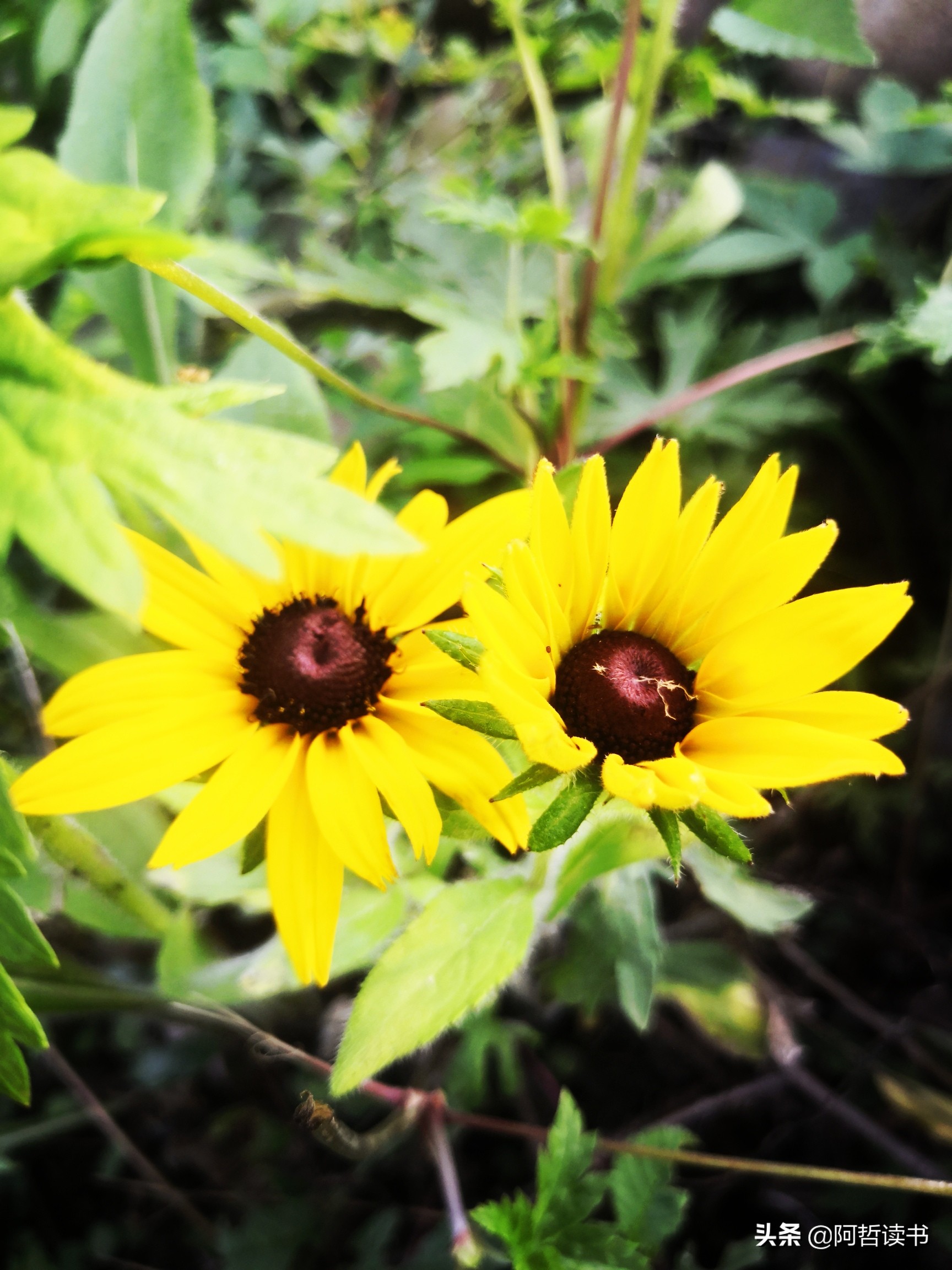 黑心金光菊:花名不雅,花姿灿烂,菊花里独特耀眼的一款