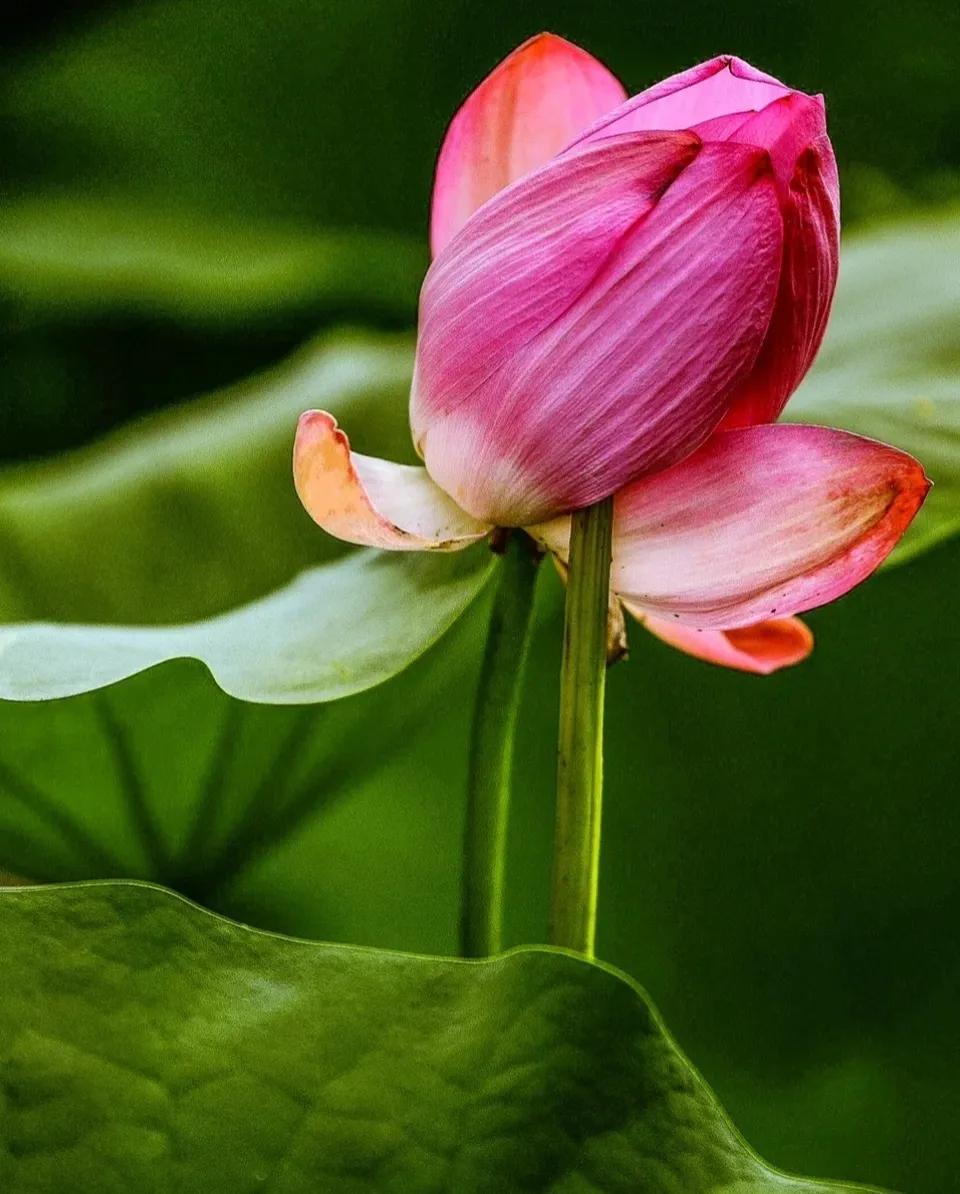 无穷莲叶，精彩纷呈