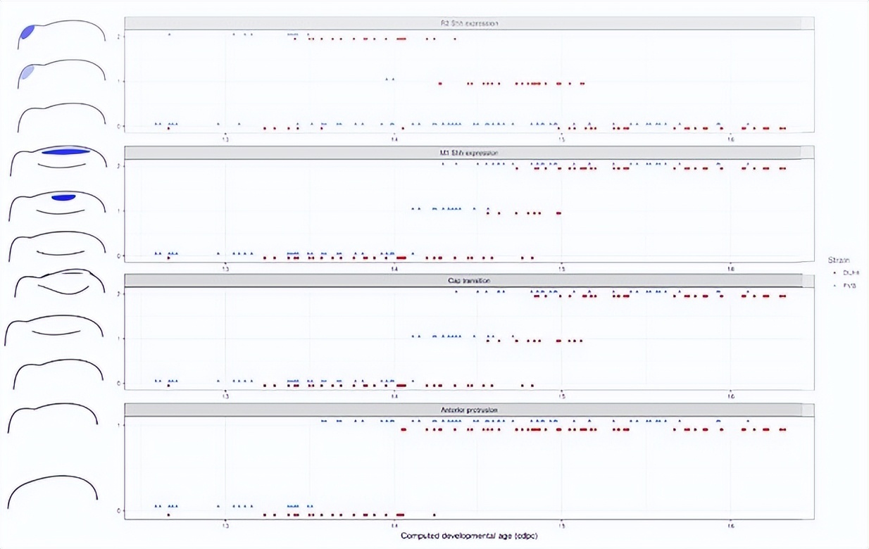 基于小鼠磨牙进化演变，研究其发育变异性通道的进化过程