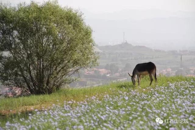 美丽的龙作曲,龙烟的图片