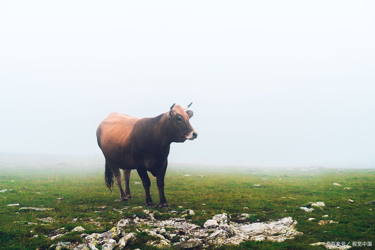给烧烤店起名字最有创意,烧烤店名字大全吸引人过目不忘