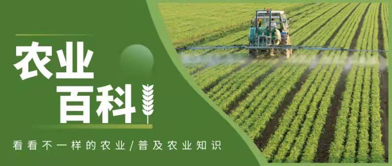 雾培蔬菜种植技术视频,在家水培蔬菜水果种植技术