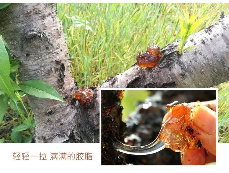 树上刚采摘的桃胶多少钱一斤,农村没人要的好货