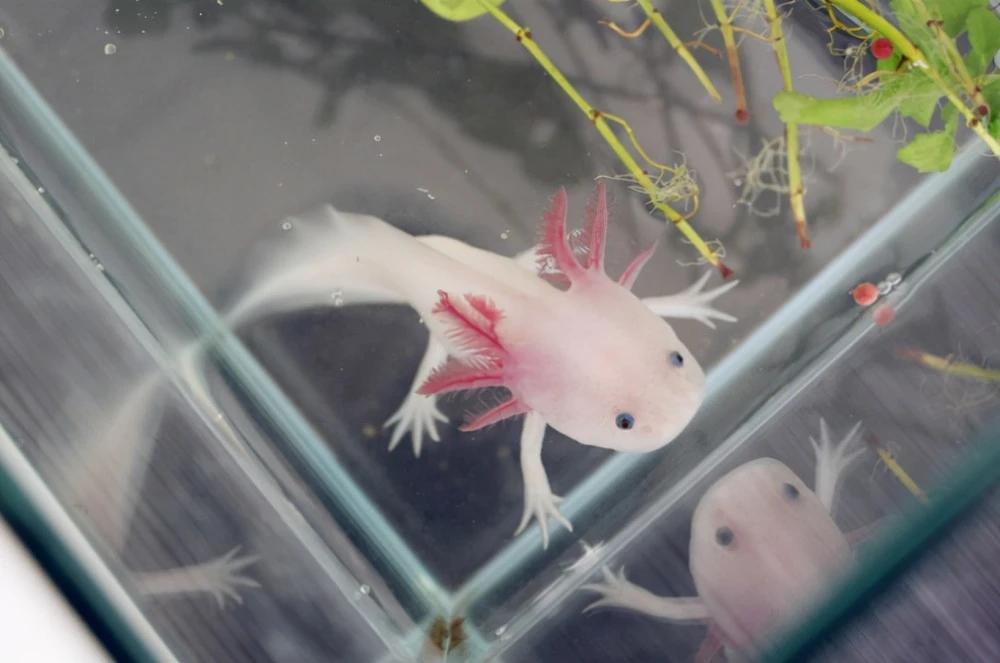 六角小龙鱼喂什么食物最好,60厘米缸小金龙鱼怎么养