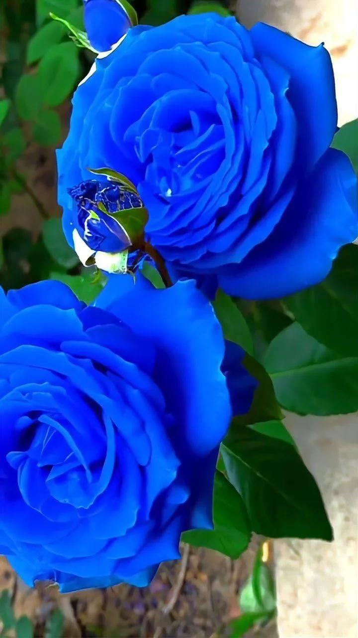 蓝色妖姬代表什么,蓝色妖姬于荣光版