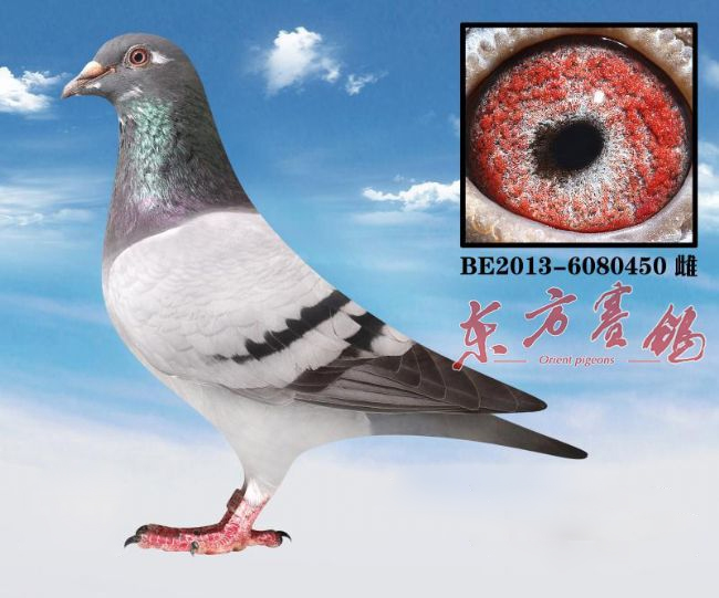 中国赛鸽名家大师,最新中国赛鸽名家