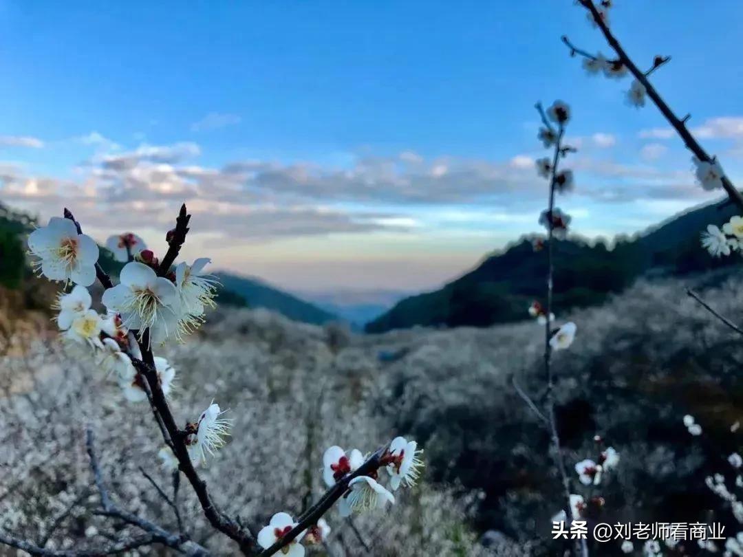 普宁老仙洞梅花盛开,普宁赏梅花最佳地点