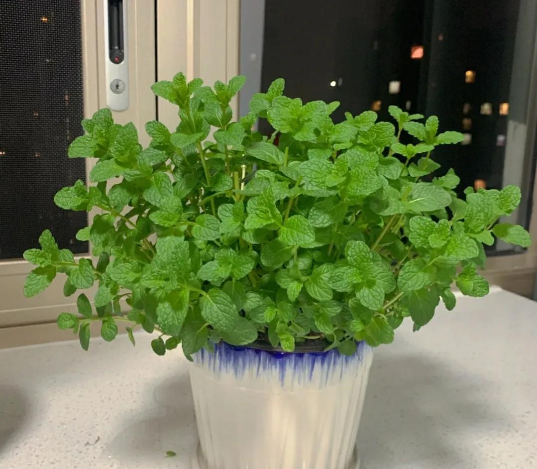 花期长又好养驱蚊的花庭院,半阴的环境驱蚊能养哪些花