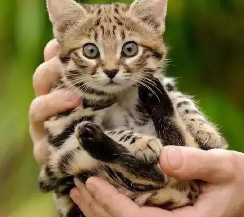 全球禁养！非洲最小的猫长什么样？猫科里最会捕猎的“杀戮机器”