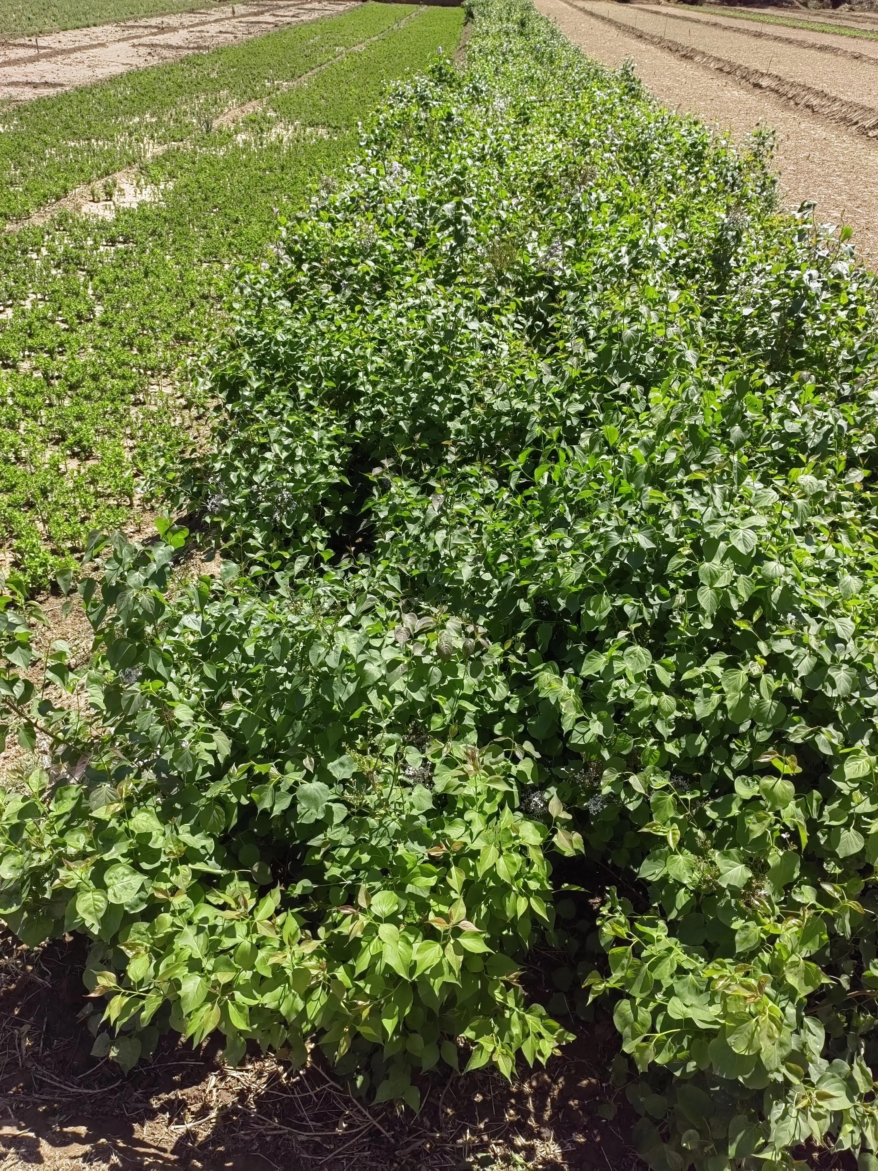 丁香茶的正确泡法,丁香医生事件来龙去脉