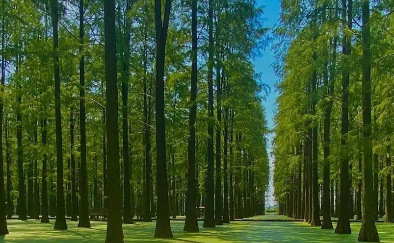 扬州最冷门老街,扬州旅游十大必去景点排行榜