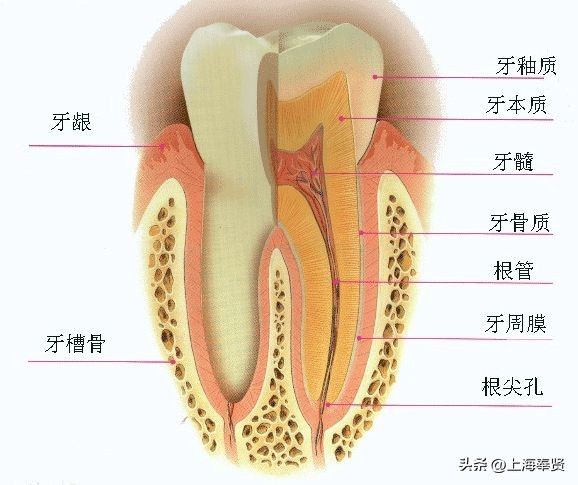 抽了牙神经以后牙就死了,抽了牙神经后牙齿断裂