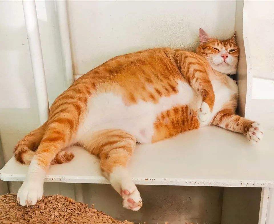 公猫不建议养的10种猫,这5种猫很忠诚一辈子值得养一只