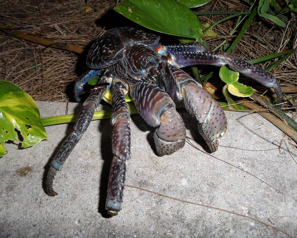 能徒手敲开椰子壳，上树捕杀海鸟，被它夹一下相当于被狮子咬一口