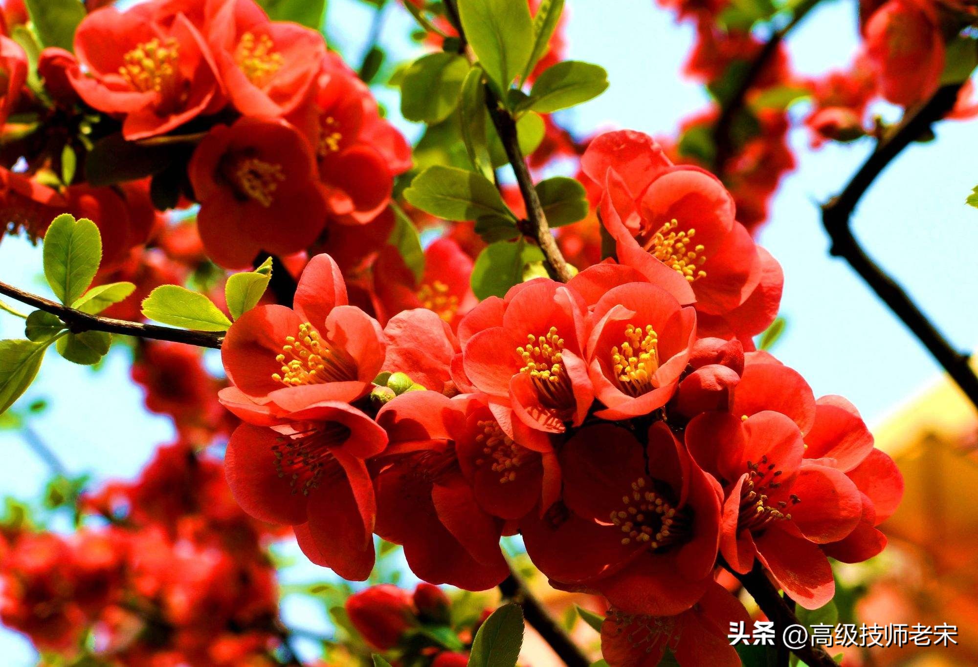 海棠花叶子发黄枯萎怎么办,海棠花树叶子枯萎怎么办