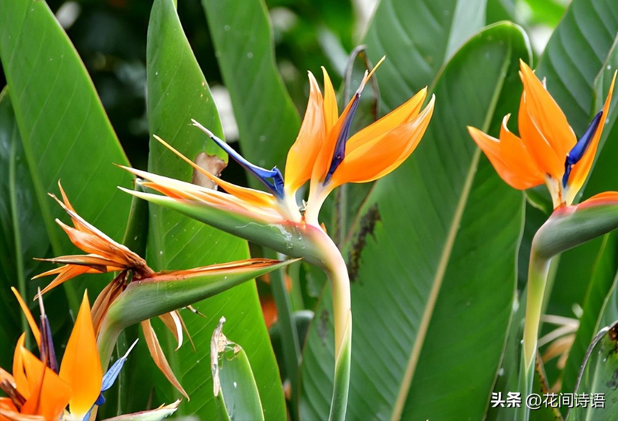 什么花少见又好养,这9种花很常见可赏可吃可饭