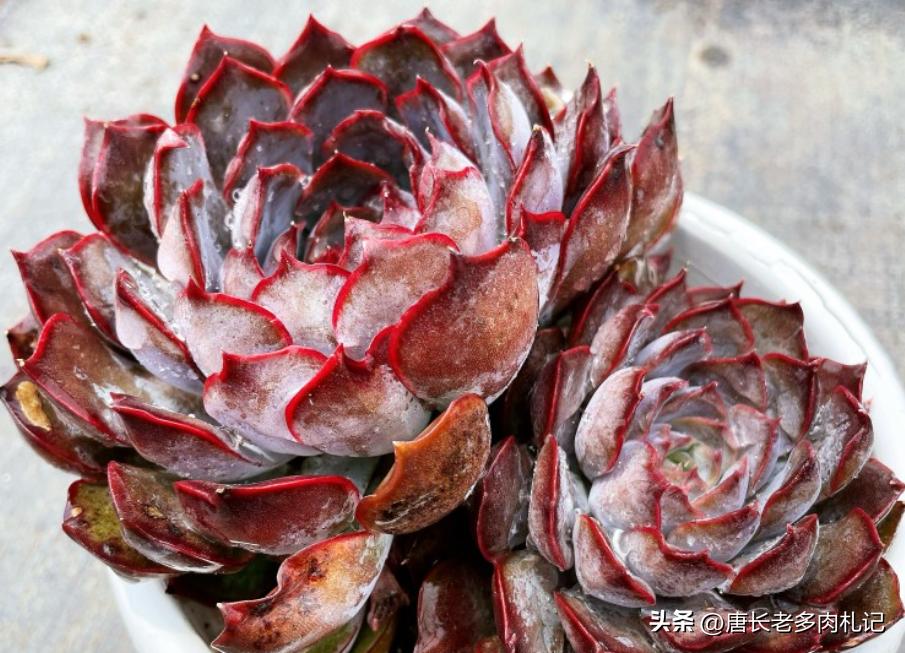 暗冰和赫拉，易上色的月影与“纯欲系”多肉的代表，你都养了吗？