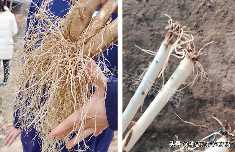 葱叶发黄枯萎什么原因怎么用药,葱叶发黄枯萎什么原因