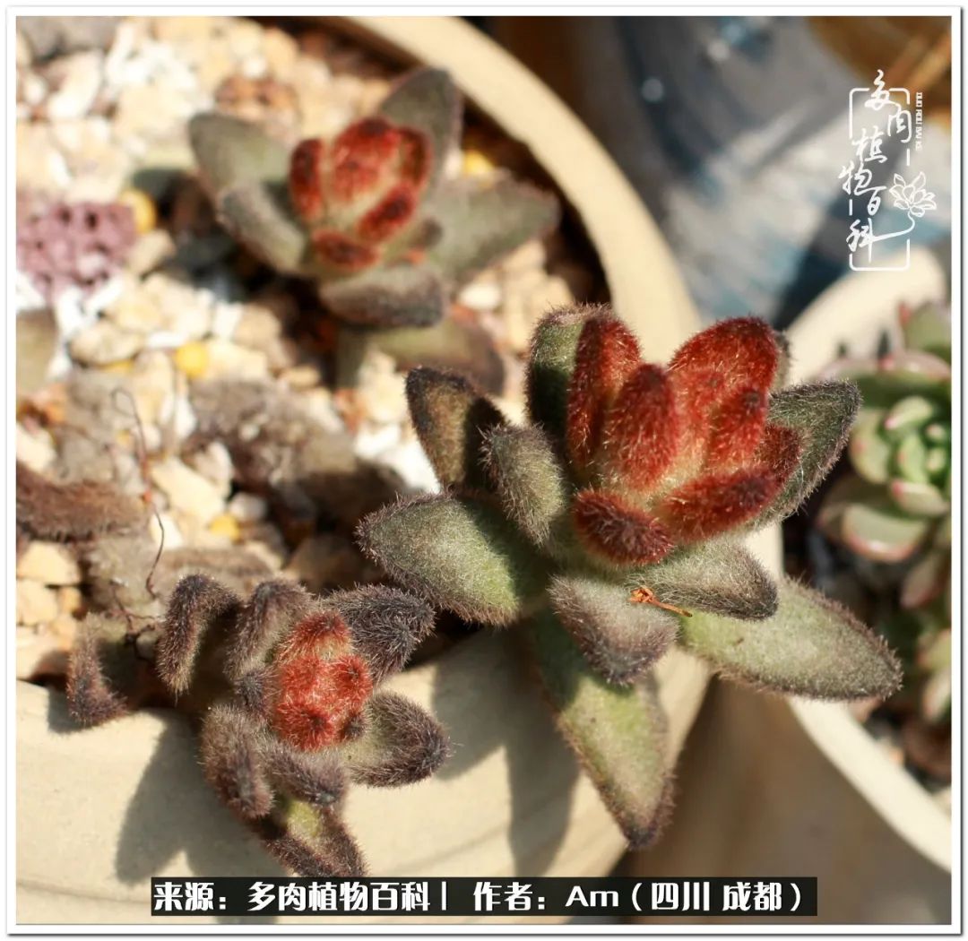 多肉小盆友生活多姿多彩,多肉小精灵福享不停