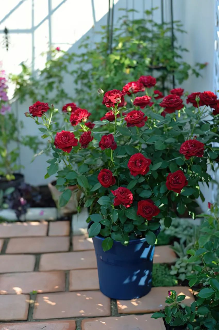 比较鲜又好养的月季品种,最值得养的大花浓香月季品种