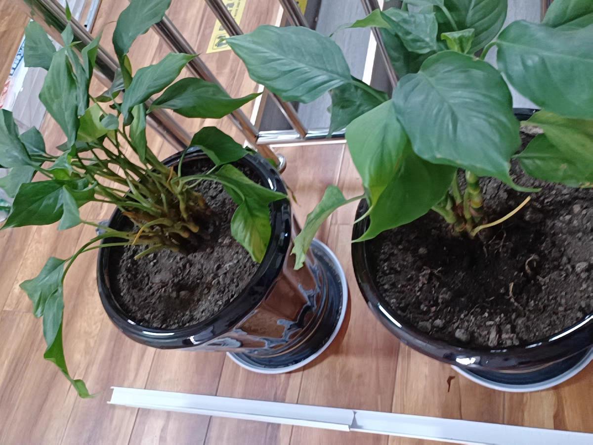 防辐射净化空气最好的植物是什么,适合南方养的净化空气的室内植物