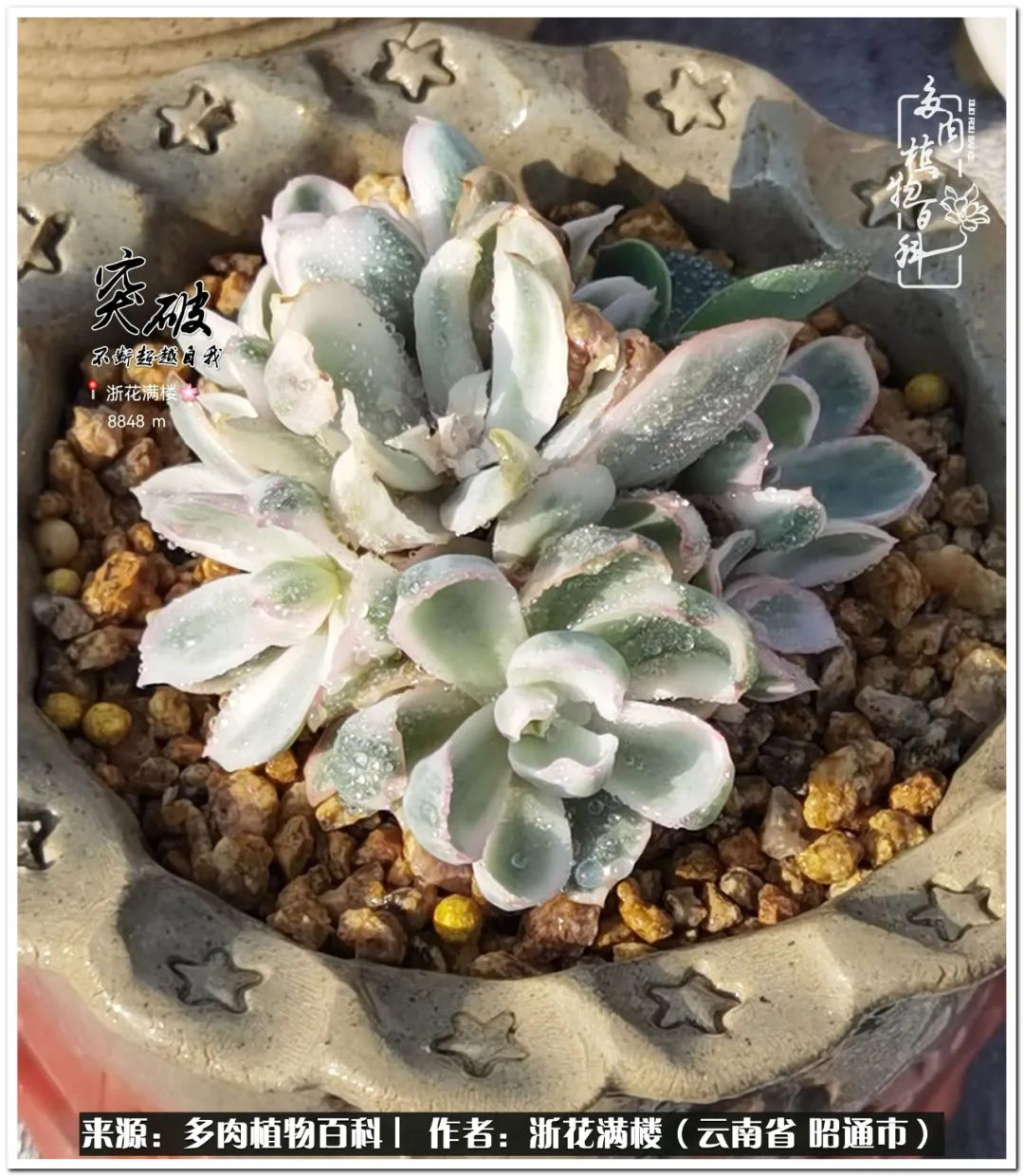 奔跑吧跑步,奔跑吧多肉盆栽