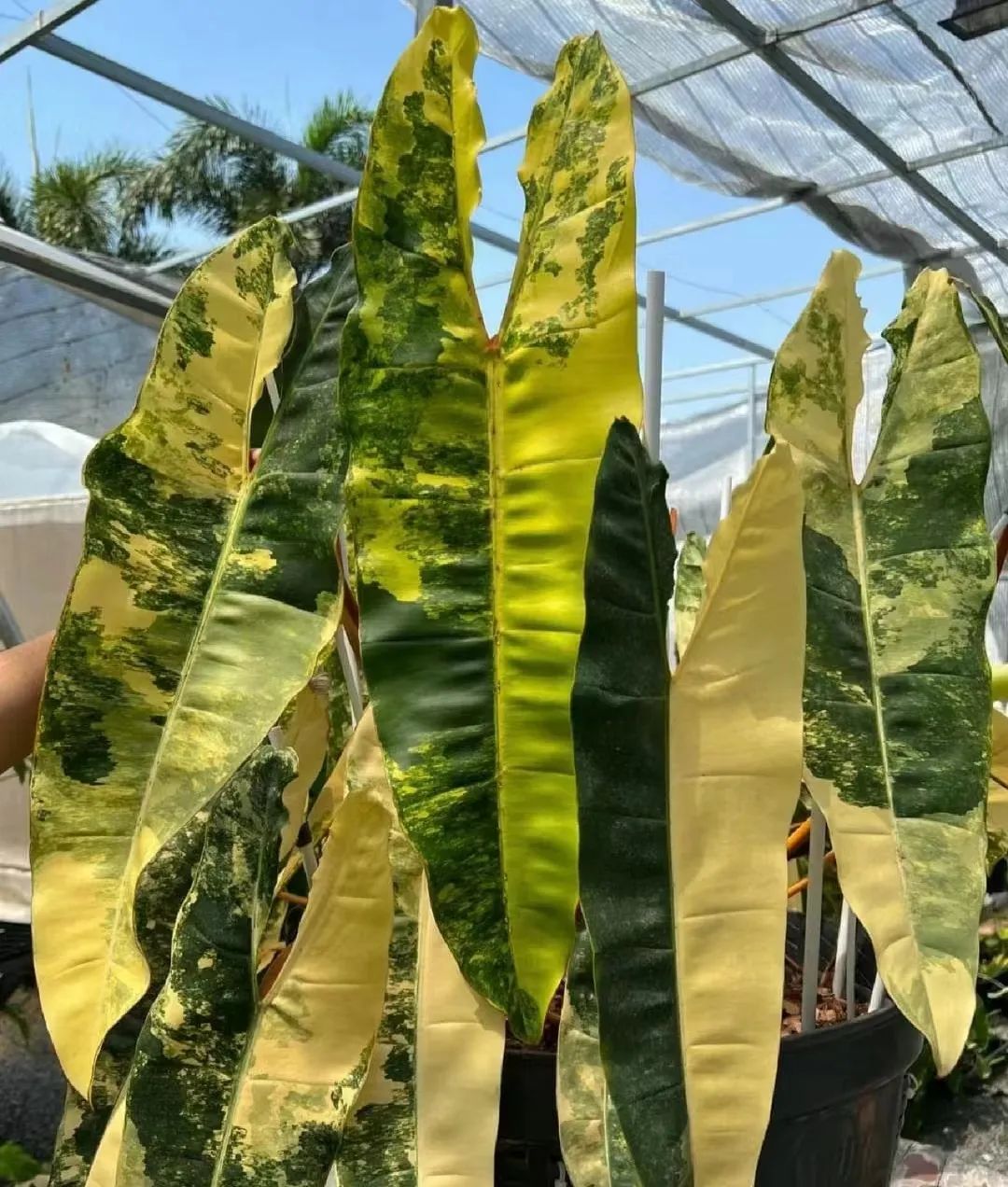 盘点24个常见蔓绿绒品种，叶色靓丽颜值高，总有一款撬动你的心！