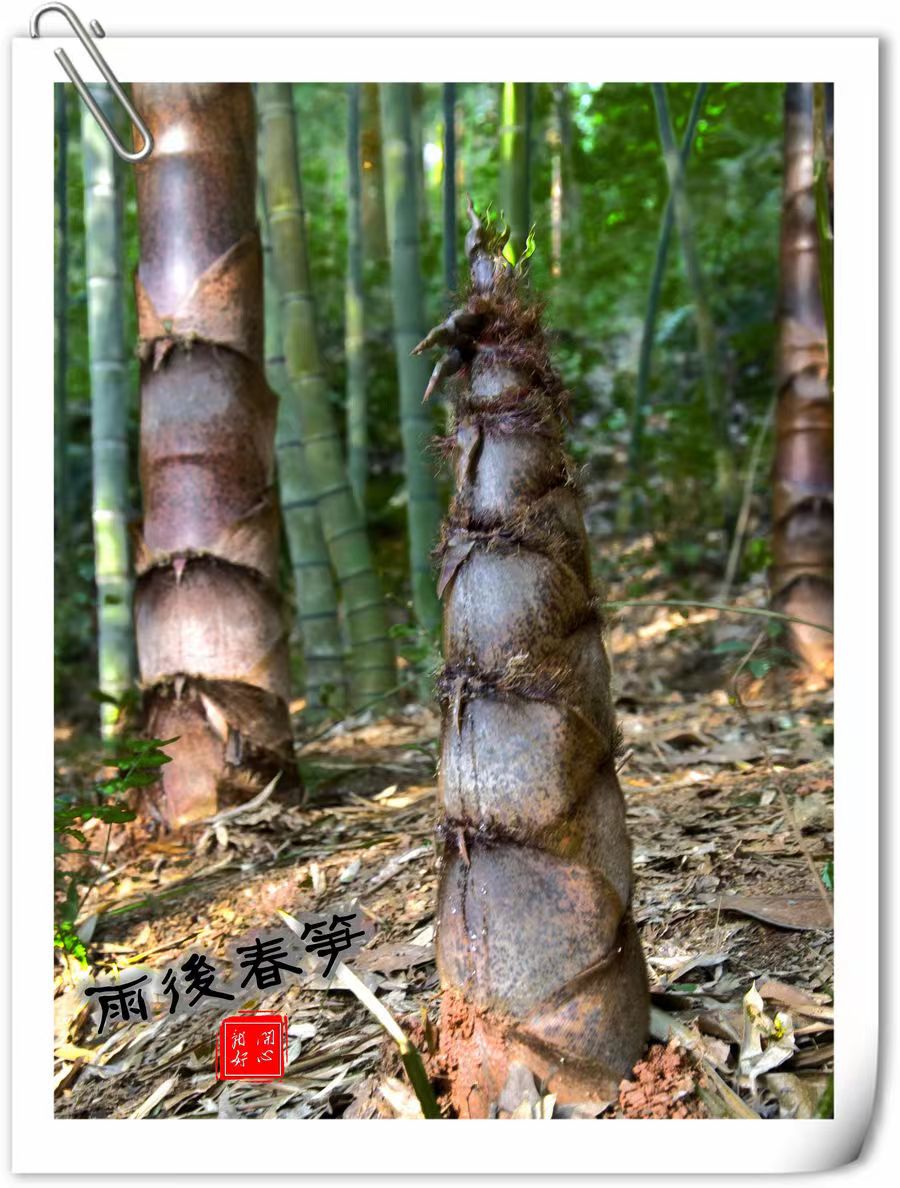 【原创】散文·江南春笋