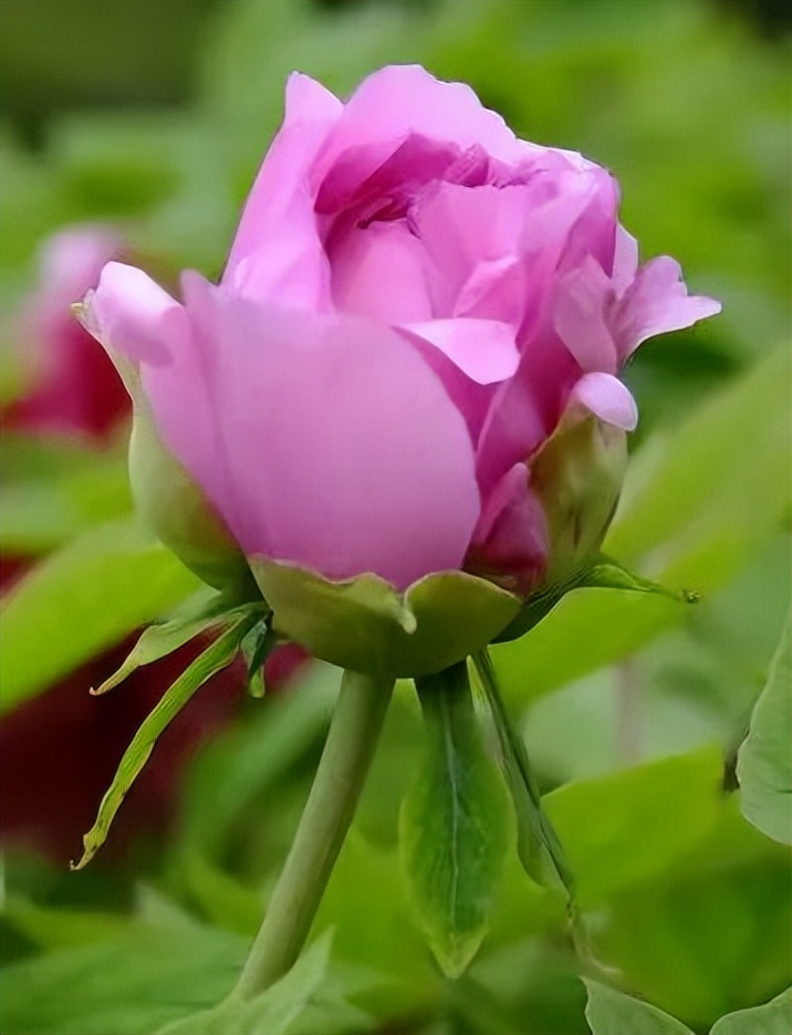 国色天香牡丹花魏紫,国色天香魏紫