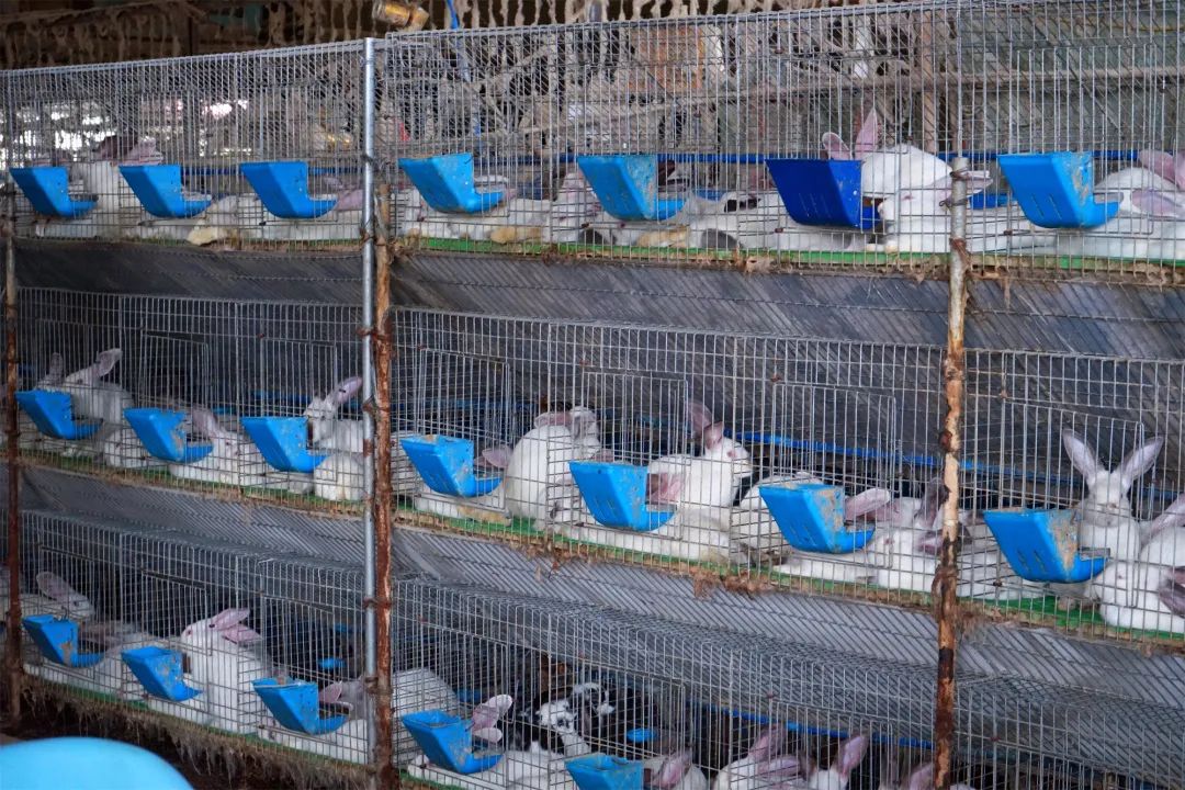 三联鸡鸭市场在哪里,三联市场家禽