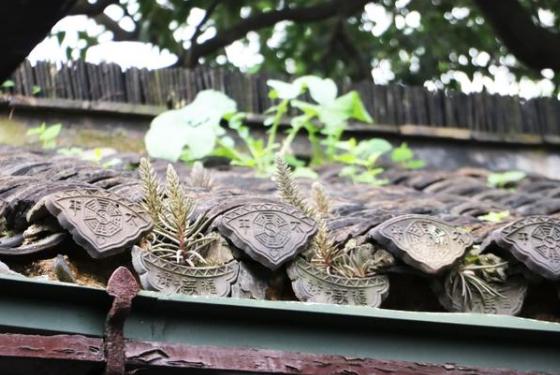 瓦房屋顶植物,瓦房上面的一种植物