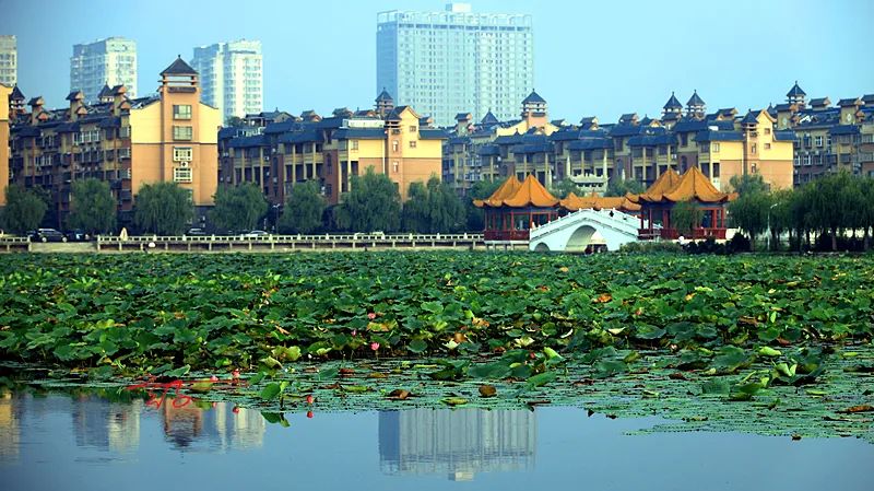 2022淮阳荷花节结束时间,看淮阳荷花节