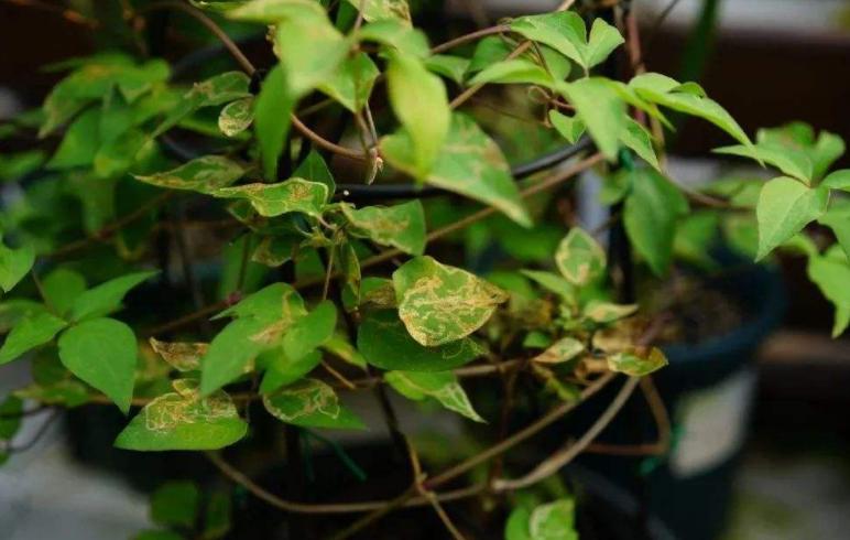 哪些花冬天需要移到室内,冬季花怎么过冬最好