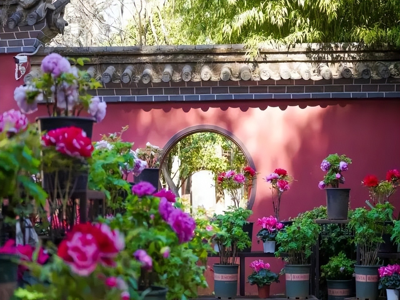 春天昆明赏花有哪些景点,春天来春城昆明7大赏花好去处