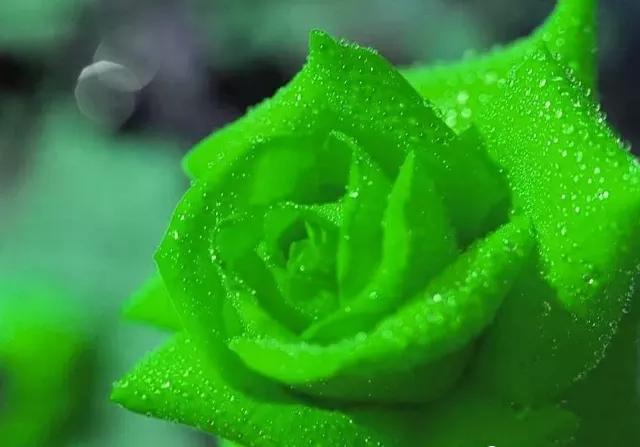 玫瑰花花语,玫瑰花花语列表