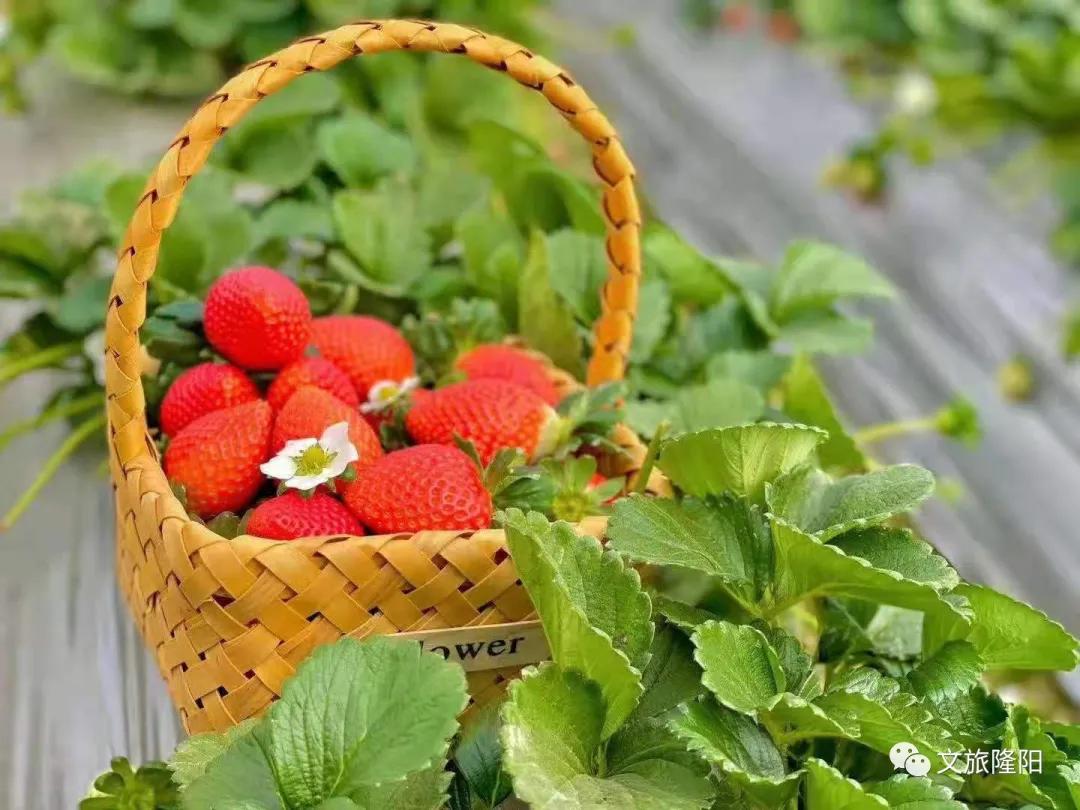 冬樱散场菜花香，蜂飞花间采蜜忙：用一天的时间去邂逅乡野风光