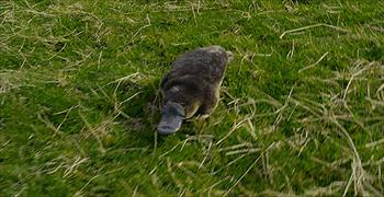 真实存在的动物稀奇古怪,十二生肖为什么只有龙是虚构动物