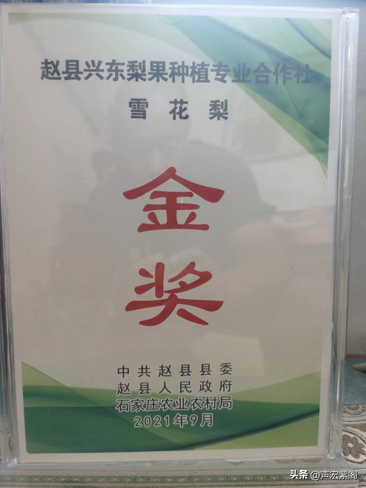 赵县大学生回乡创业种植梨树，开发出“寿星梨”成了抢手货