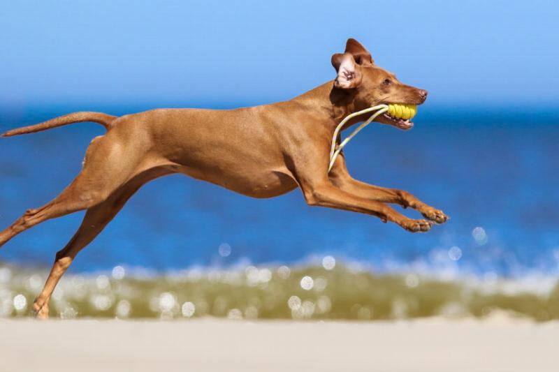 不同品种的狗狗性格差异有多大,16种常见狗狗的优缺点