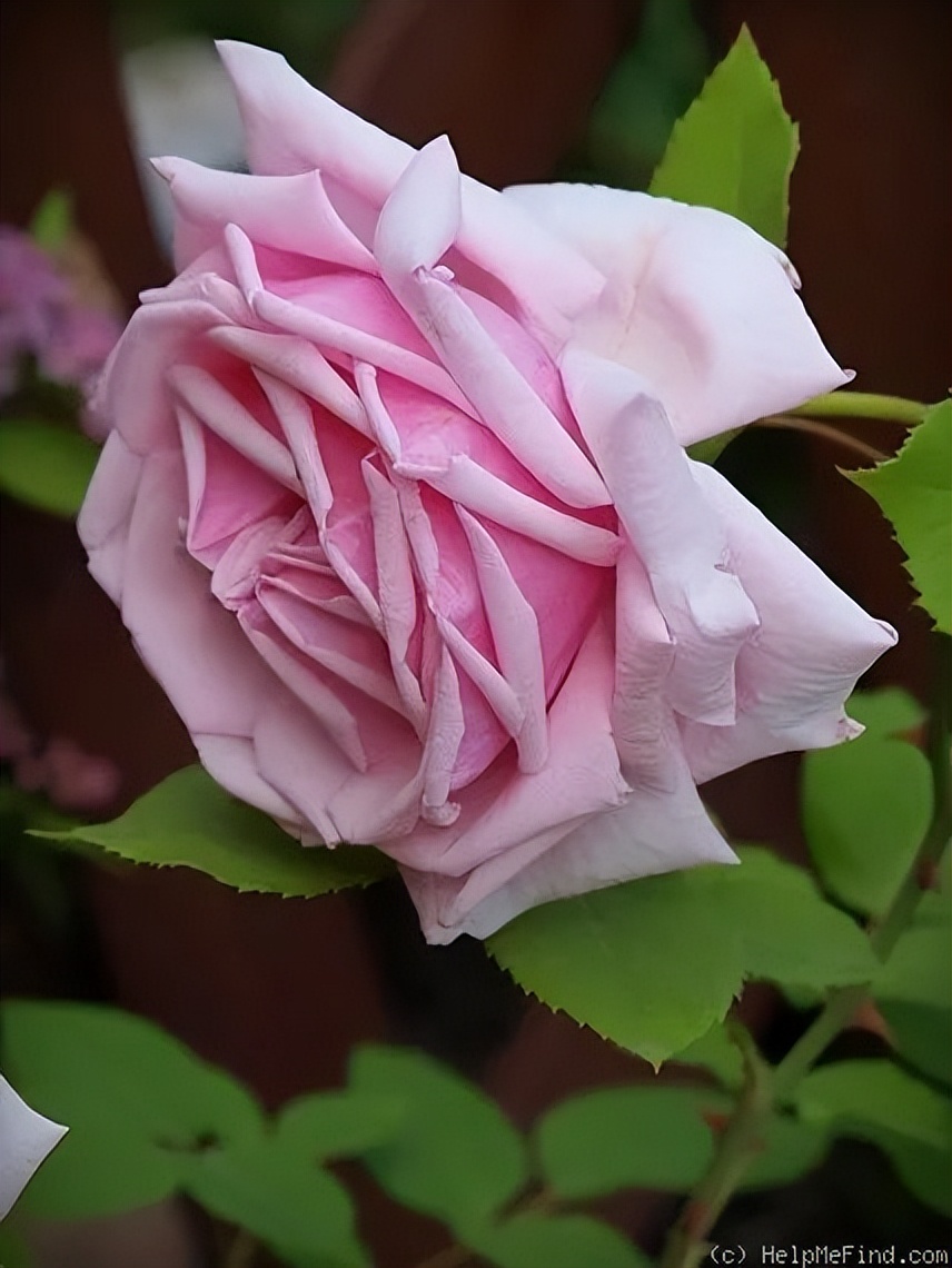 七夕玫瑰花提前买还是见面买好,七夕买红玫瑰还是彩色玫瑰