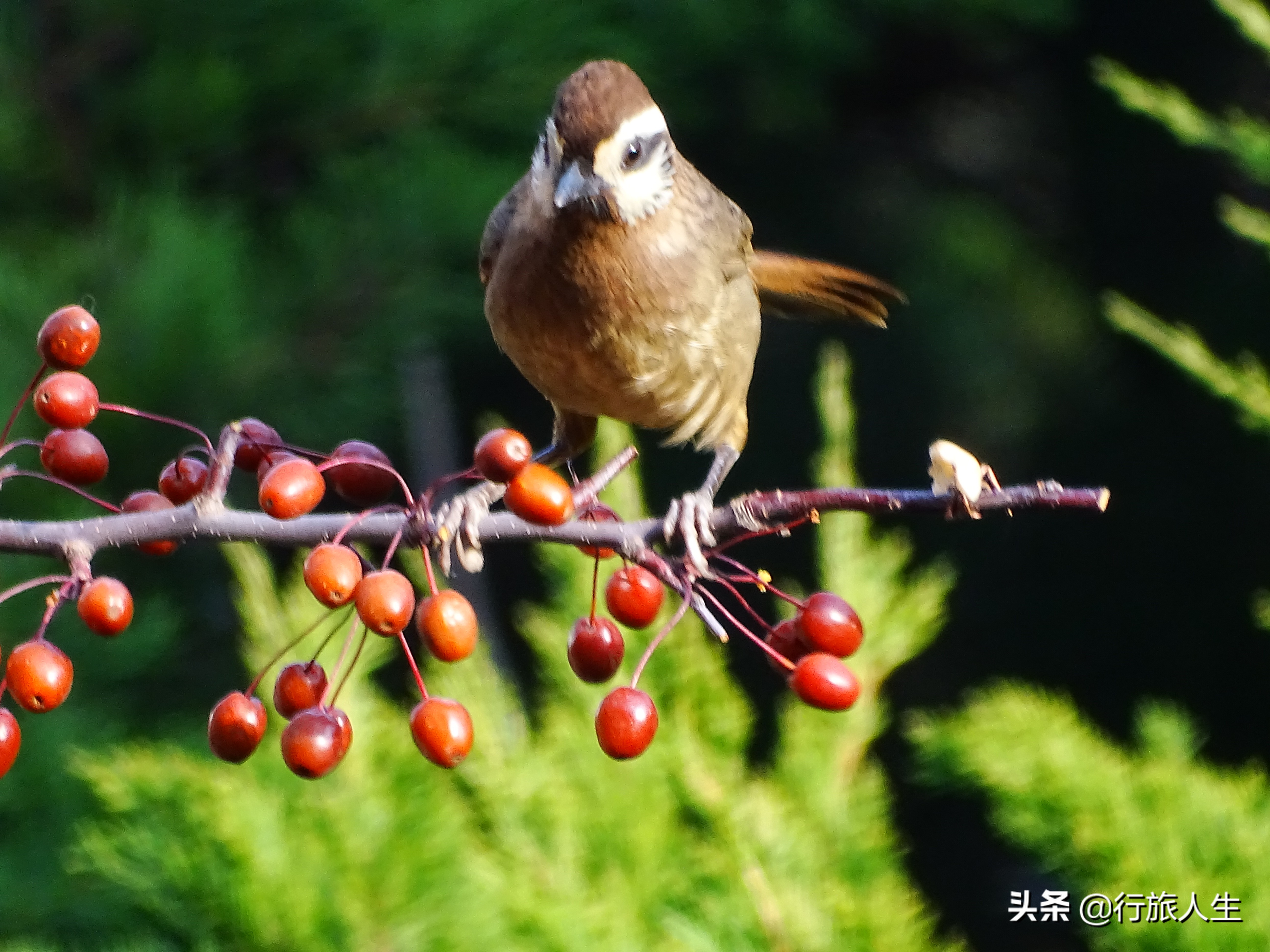 冬日的鸟儿文案,冬日鸟儿在树上图片