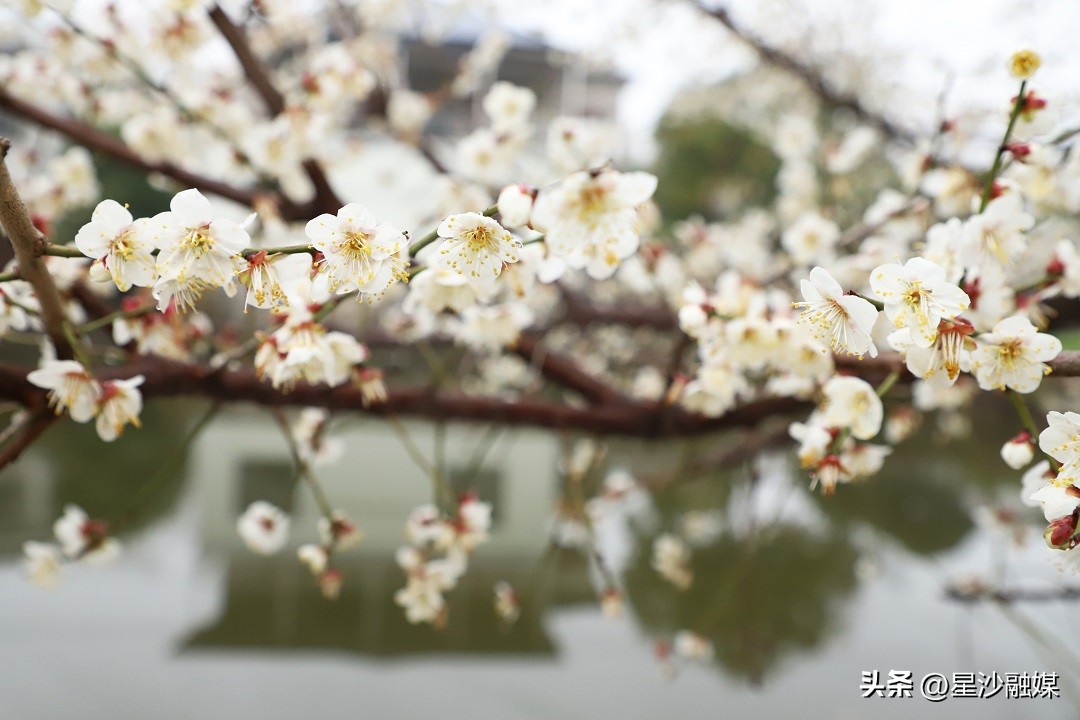 长沙春天赏花的地方有哪些,长沙春天哪里看花海