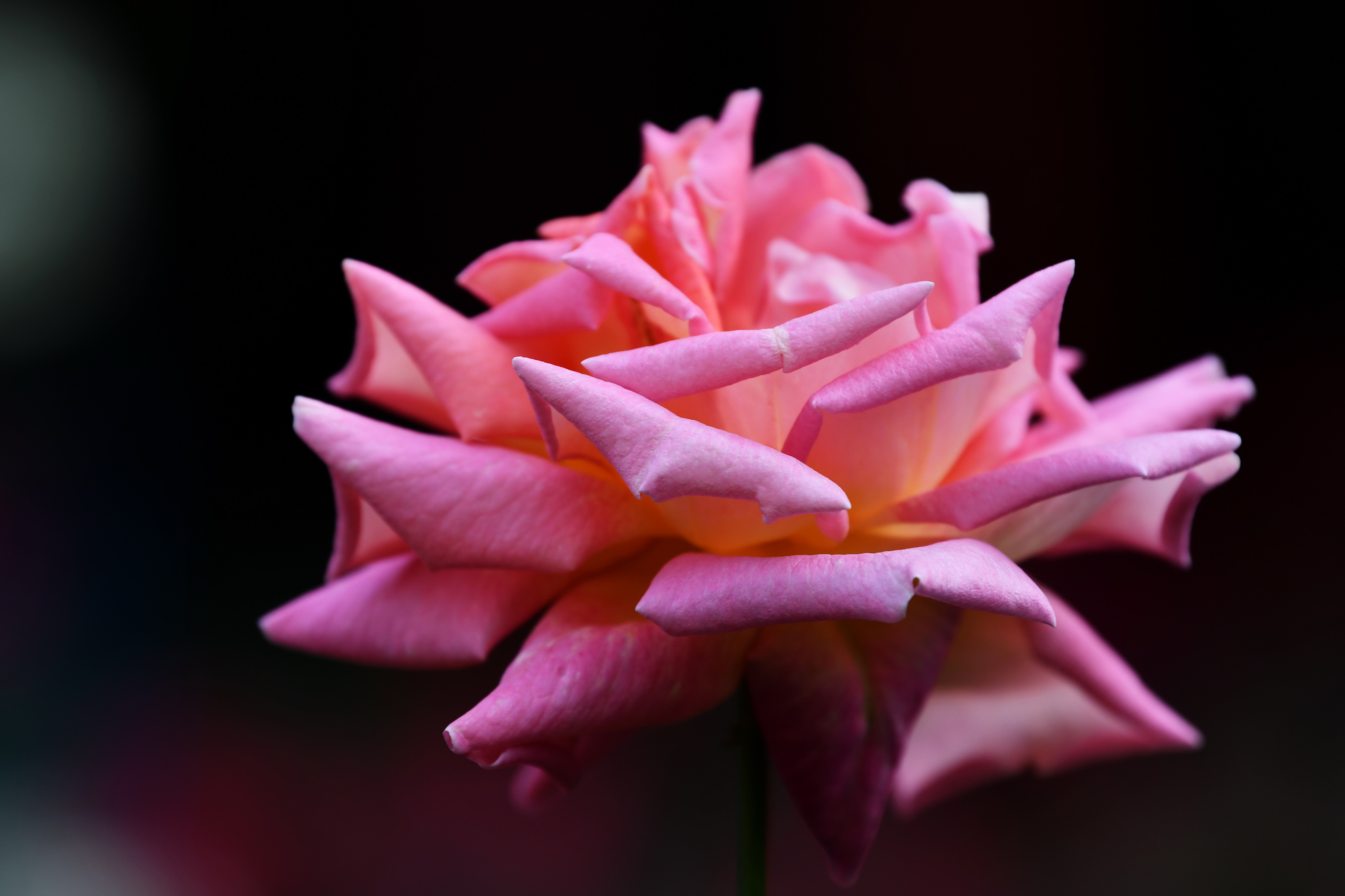 广州市番禺区宝墨园攻略,广州宝墨园景观